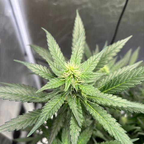 Frosted Guava growlog timeline photo