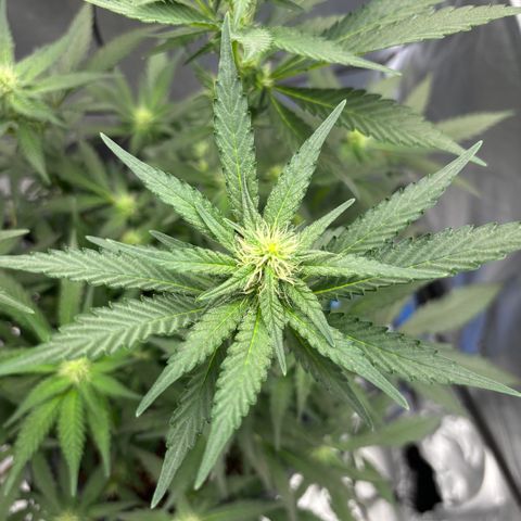 Frosted Guava growlog timeline photo