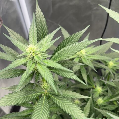 Frosted Guava growlog timeline photo