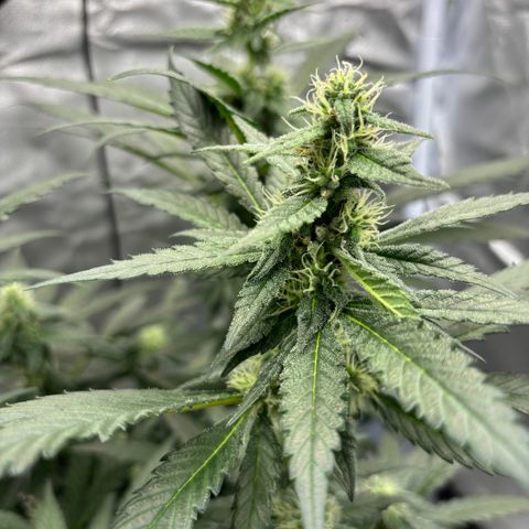 Frosted Guava growlog timeline photo