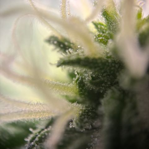 Frosted Guava growlog timeline photo