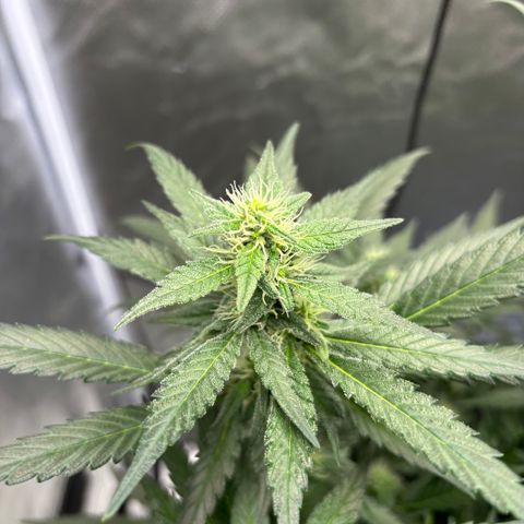 Frosted Guava growlog timeline photo