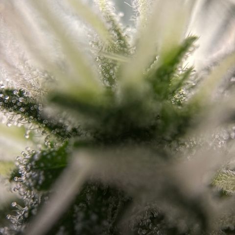 Frosted Guava growlog timeline photo