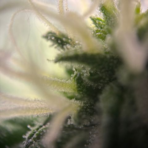 Frosted Guava growlog timeline photo