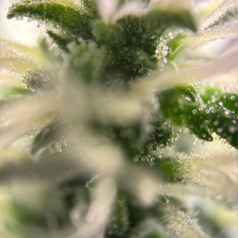 Frosted Guava growlog timeline photo