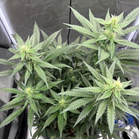 Frosted Guava growlog timeline photo