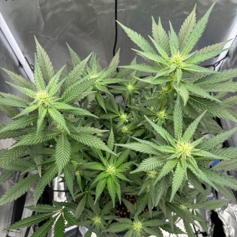 Frosted Guava growlog timeline photo