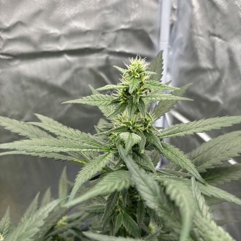 Frosted Guava growlog timeline photo