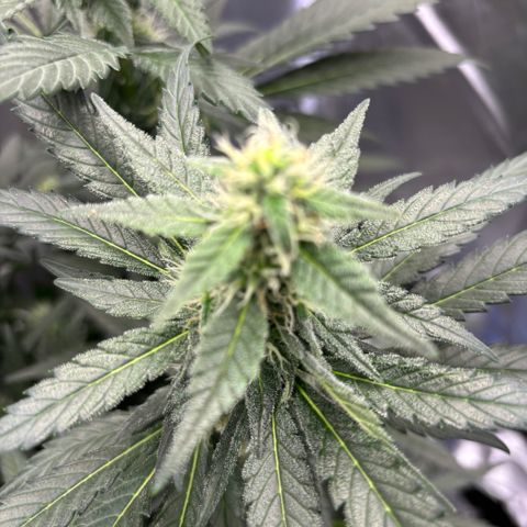 Frosted Guava growlog timeline photo