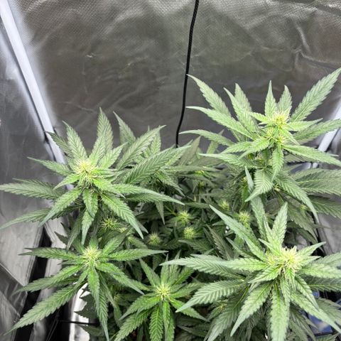 Frosted Guava growlog timeline photo