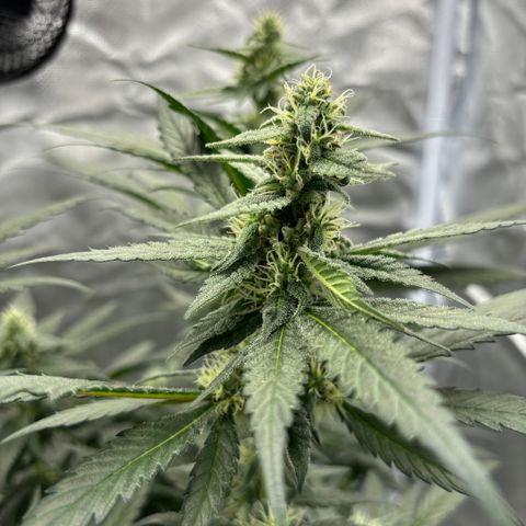 Frosted Guava growlog timeline photo