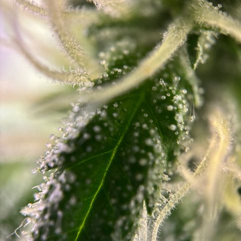 Frosted Guava growlog timeline photo