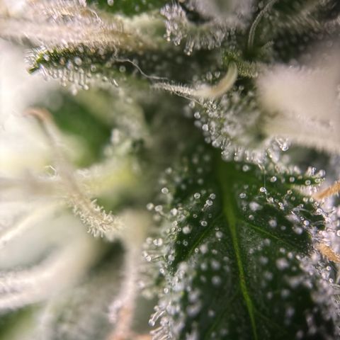 Frosted Guava growlog timeline photo