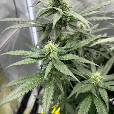 Frosted Guava growlog timeline photo