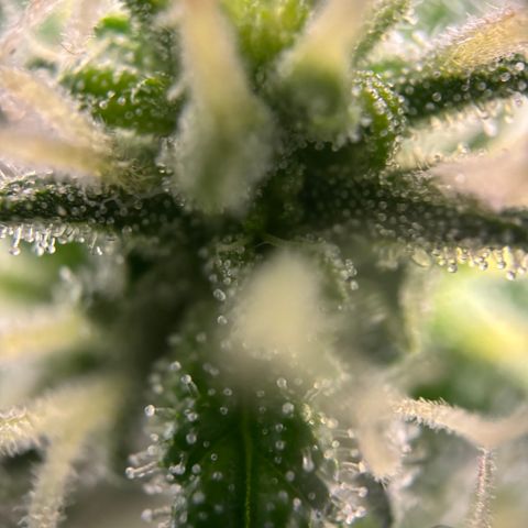 Frosted Guava growlog timeline photo