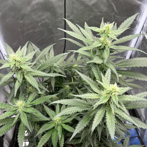 Frosted Guava growlog timeline photo
