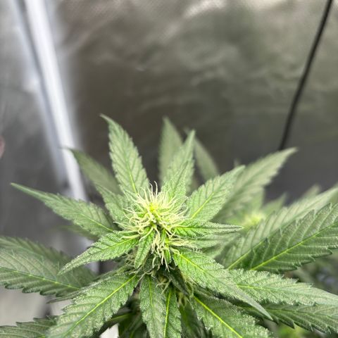 Frosted Guava growlog timeline photo