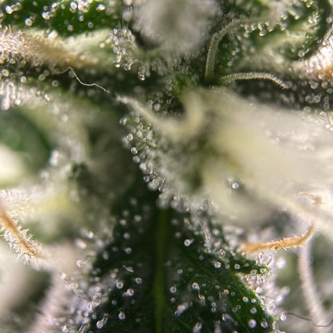 Frosted Guava growlog timeline photo