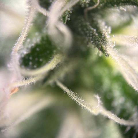 Frosted Guava growlog timeline photo
