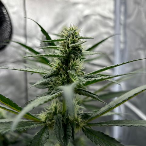 Frosted Guava growlog timeline photo