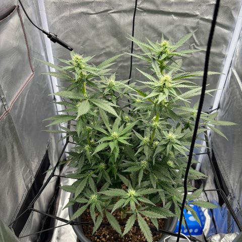 Frosted Guava growlog timeline photo