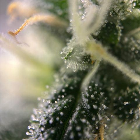 Frosted Guava growlog timeline photo