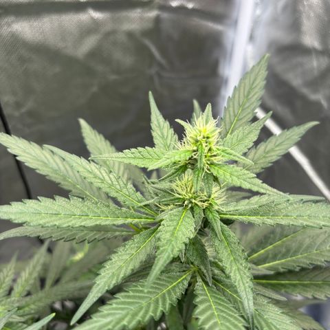Frosted Guava growlog timeline photo