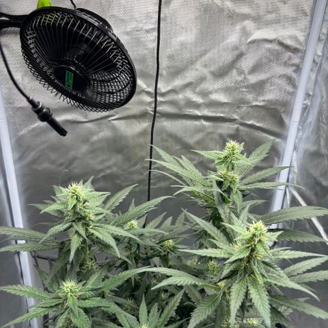 Frosted Guava growlog timeline photo