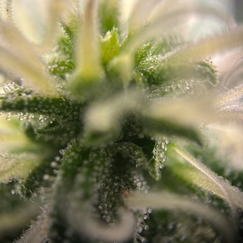 Frosted Guava growlog timeline photo