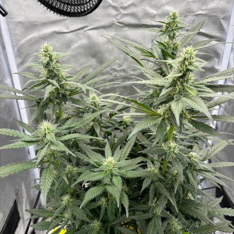 Frosted Guava growlog timeline photo