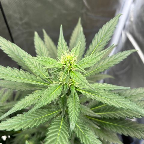 Frosted Guava growlog timeline photo