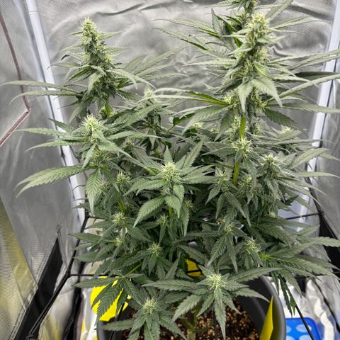 Frosted Guava growlog timeline photo