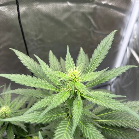 Frosted Guava growlog timeline photo