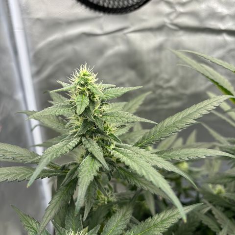 Frosted Guava growlog timeline photo