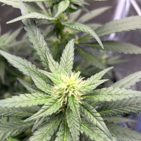 Frosted Guava growlog timeline photo