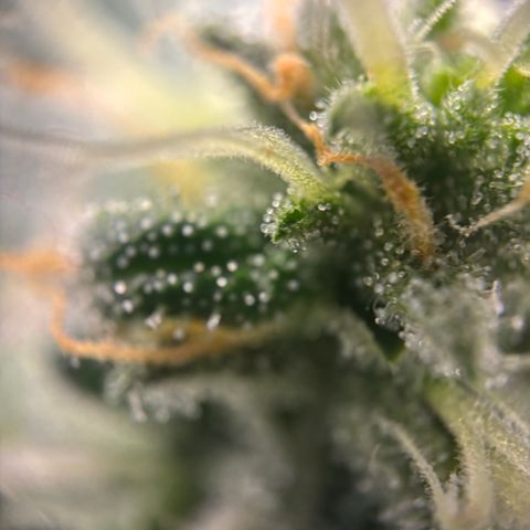 Frosted Guava growlog timeline photo