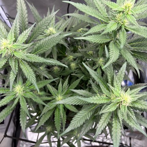 Frosted Guava growlog timeline photo