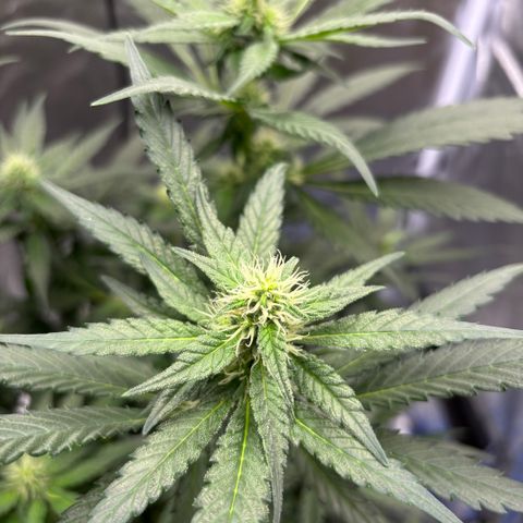 Frosted Guava growlog timeline photo