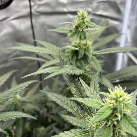 Frosted Guava growlog timeline photo