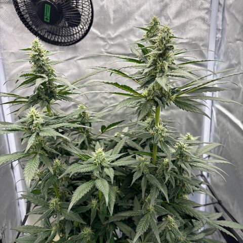 Frosted Guava growlog timeline photo