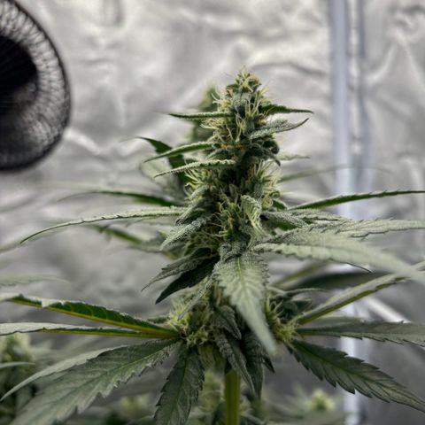 Frosted Guava growlog timeline photo