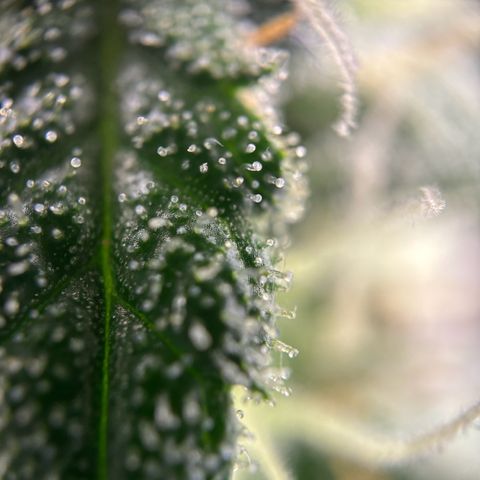 Frosted Guava growlog timeline photo