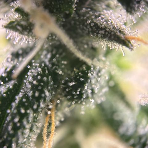 Frosted Guava growlog timeline photo