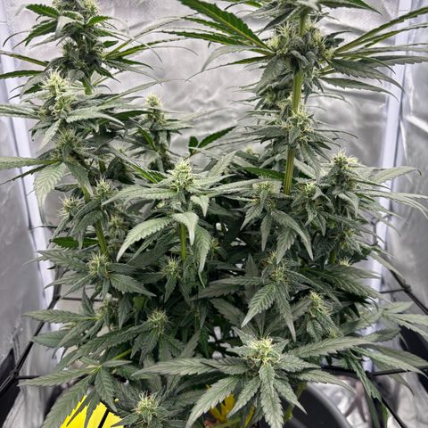 Frosted Guava growlog timeline photo