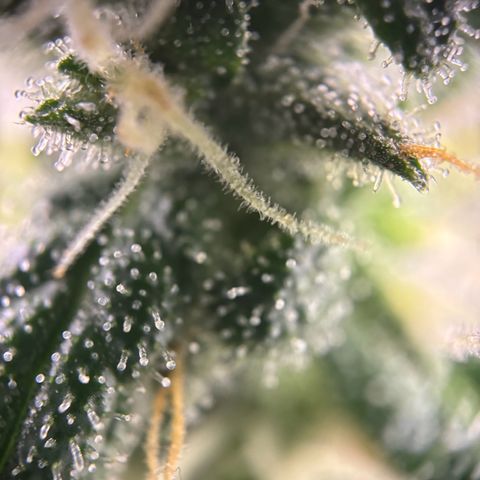 Frosted Guava growlog timeline photo