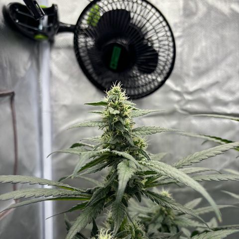 Frosted Guava growlog timeline photo