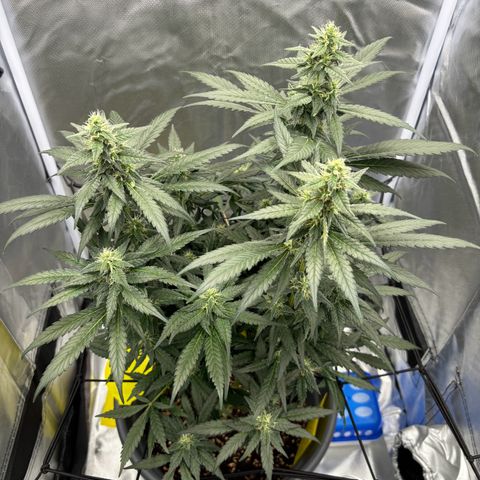 Frosted Guava growlog timeline photo
