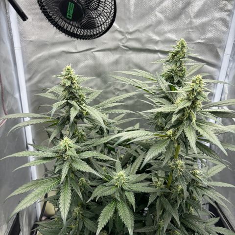 Frosted Guava growlog timeline photo