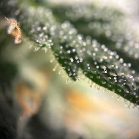 Frosted Guava growlog timeline photo