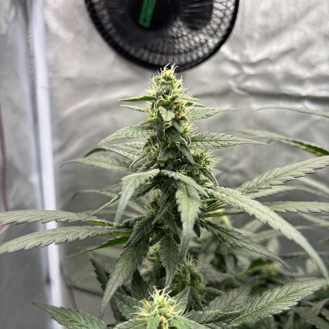 Frosted Guava growlog timeline photo